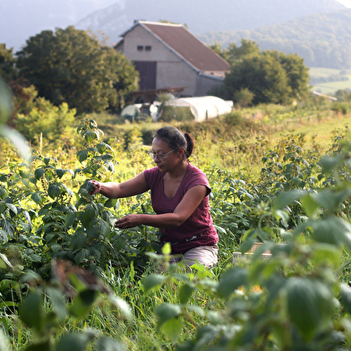 Visite d'une exploitation de fruits bio - Le Champ des Gourmands