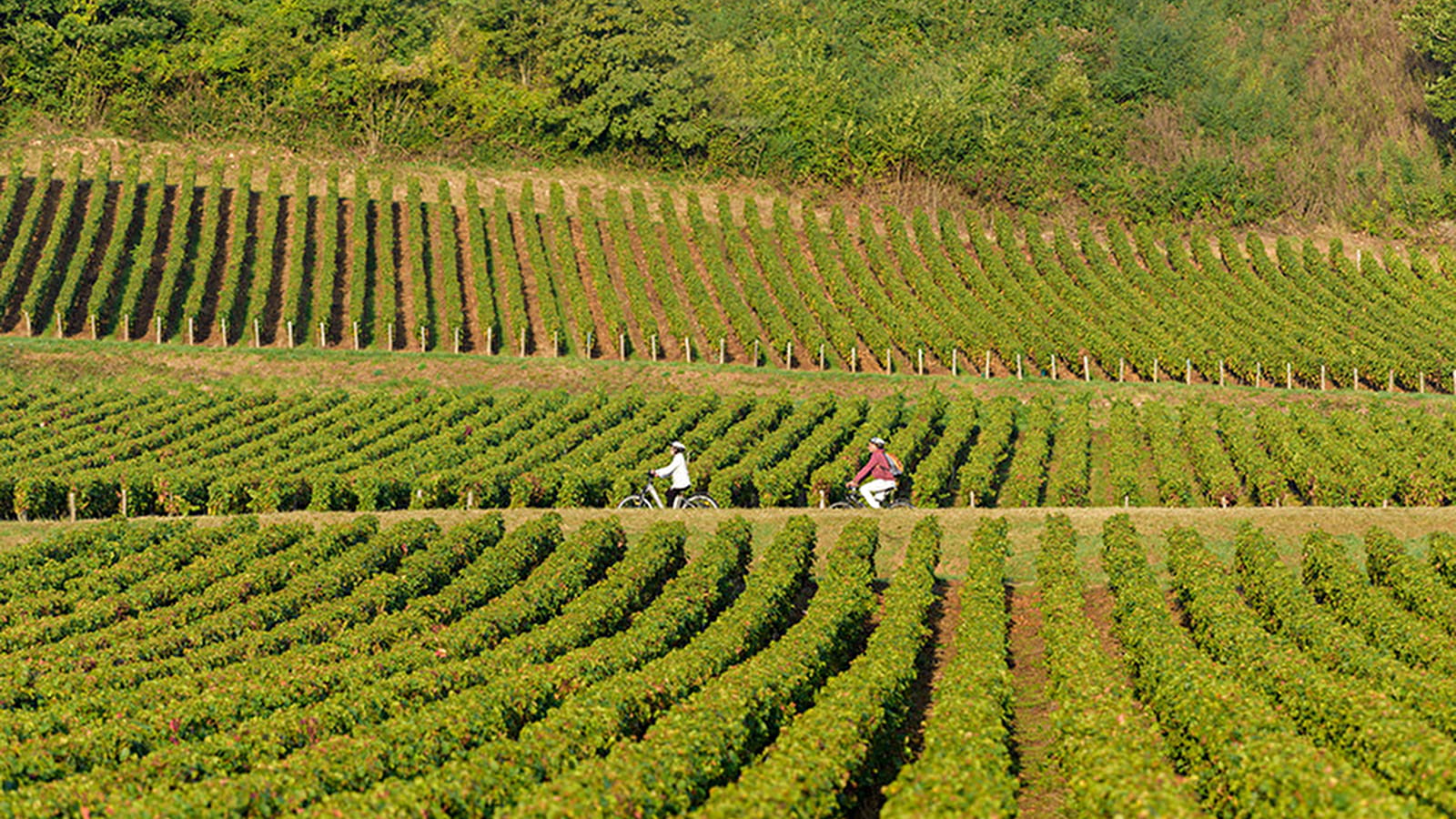 Boucle 5 : De la pierre à la vigne