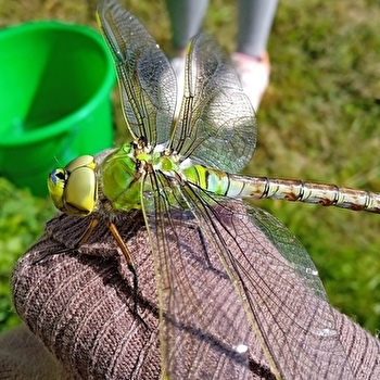 Découverte de la faune aquatique de la sablière de Bressey sur tille_ENS2025 - BRESSEY-SUR-TILLE