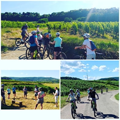 Découverte à vélo du vignoble