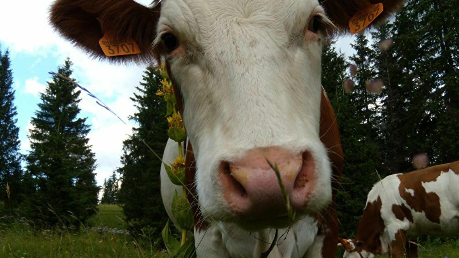 Le sentier du berger des vaches