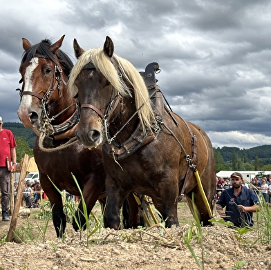 Championnat de France de débardage à cheval