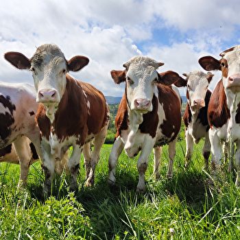 Visite de la ferme laitière de Cogna - Mardi - COGNA