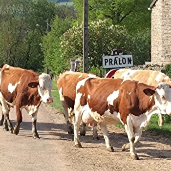 Découverte d'une exploitation laitière bio - PRALON