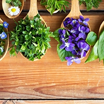 Atelier 'Cuisiner les plantes sauvages' - POUILLY-SUR-LOIRE