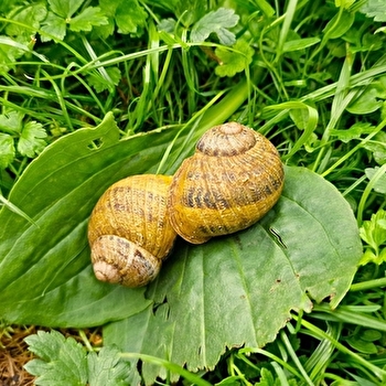 À la rencontre de Marjorie : immersion chez une éleveuse d'escargots - ETERNOZ-VALLEE-DU-LISON