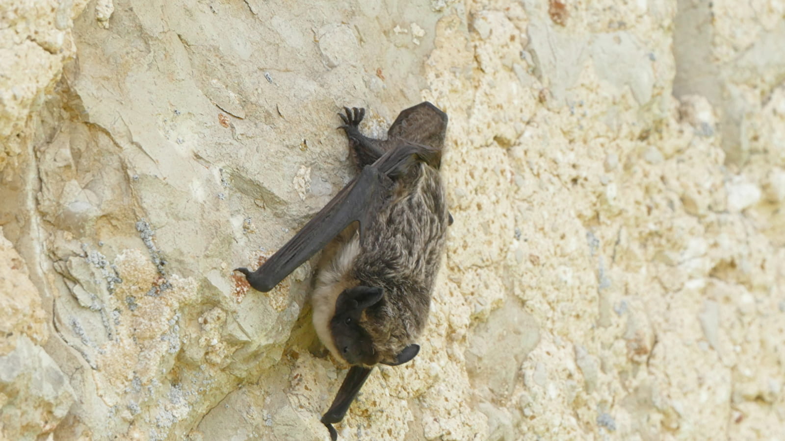 Sortie découverte - A l'écoute des chauves-souris