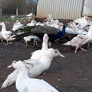 Ferme bio 'La clé des champs'