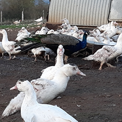 Ferme bio 'La clé des champs'