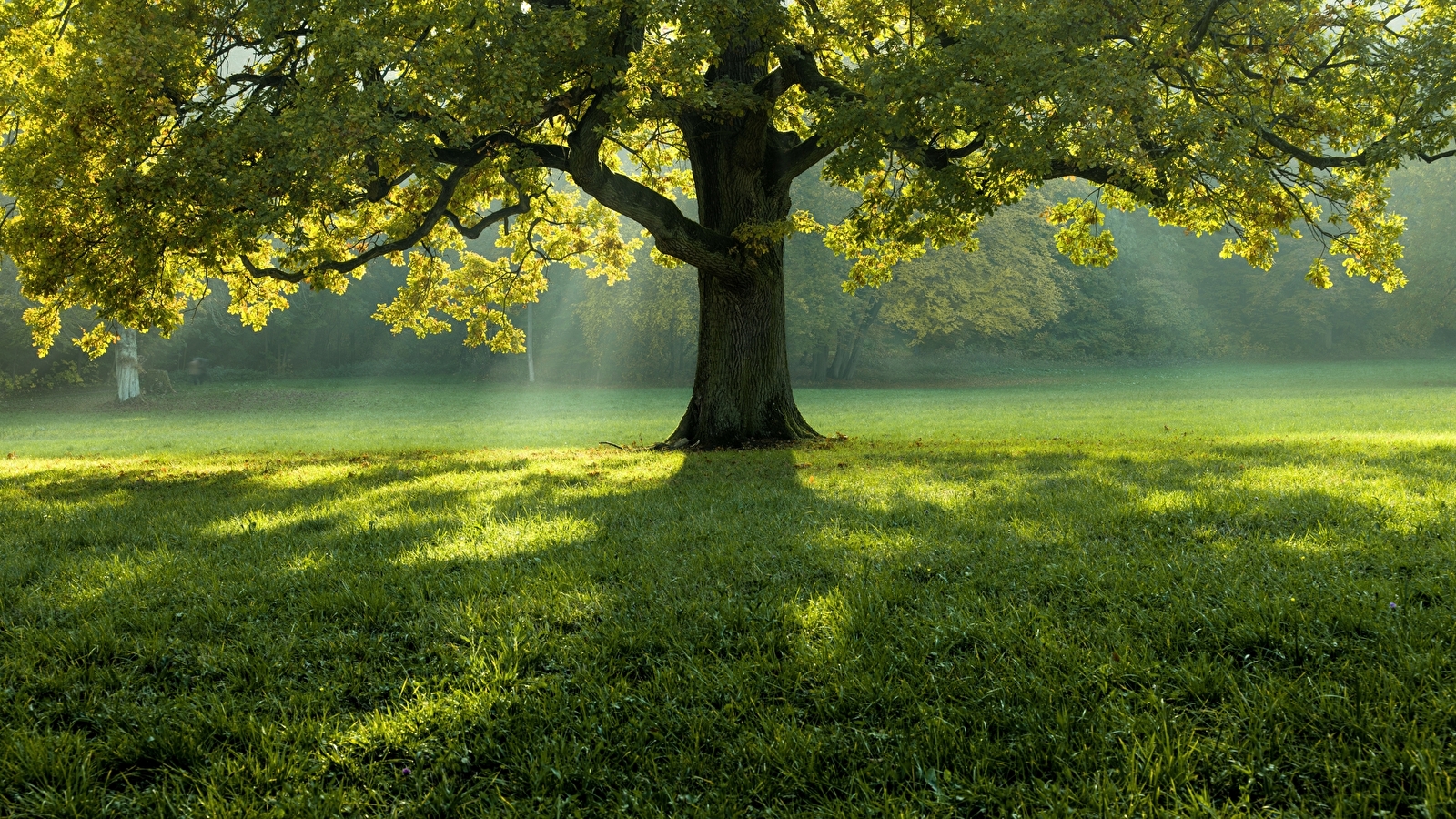 YOGA cet été en pleine nature