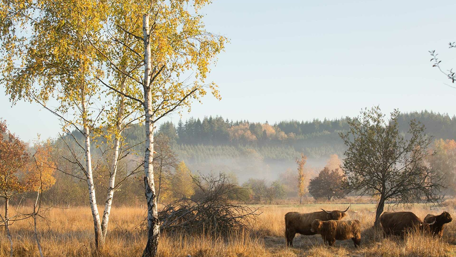Sentier des prairies de Montour