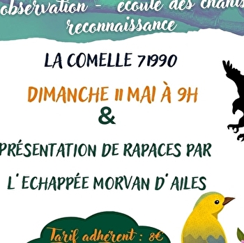 Balade ornithologique - LA COMELLE