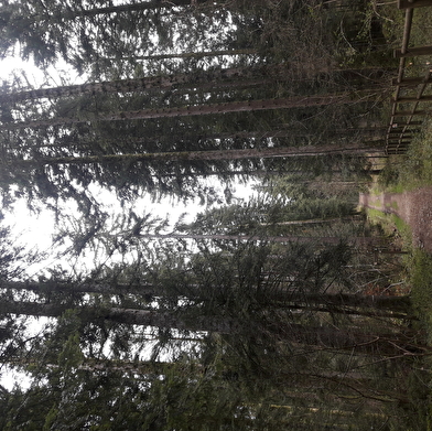 Le Théâtre Forestier