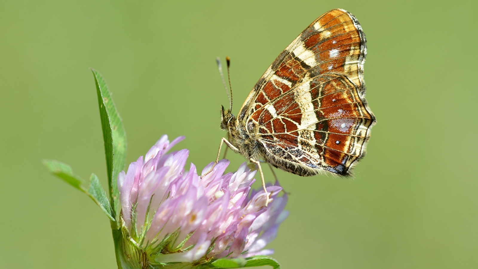 La nature accessible et papillonnante à Baulme-la-Roche