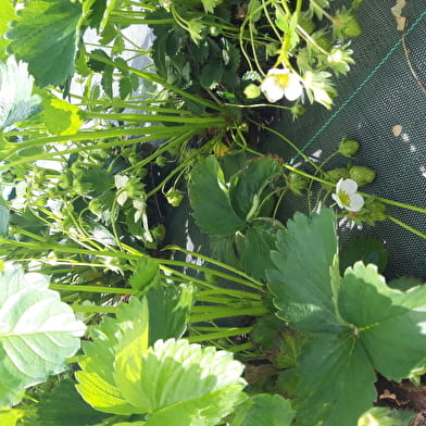 Le jardin de Chazey