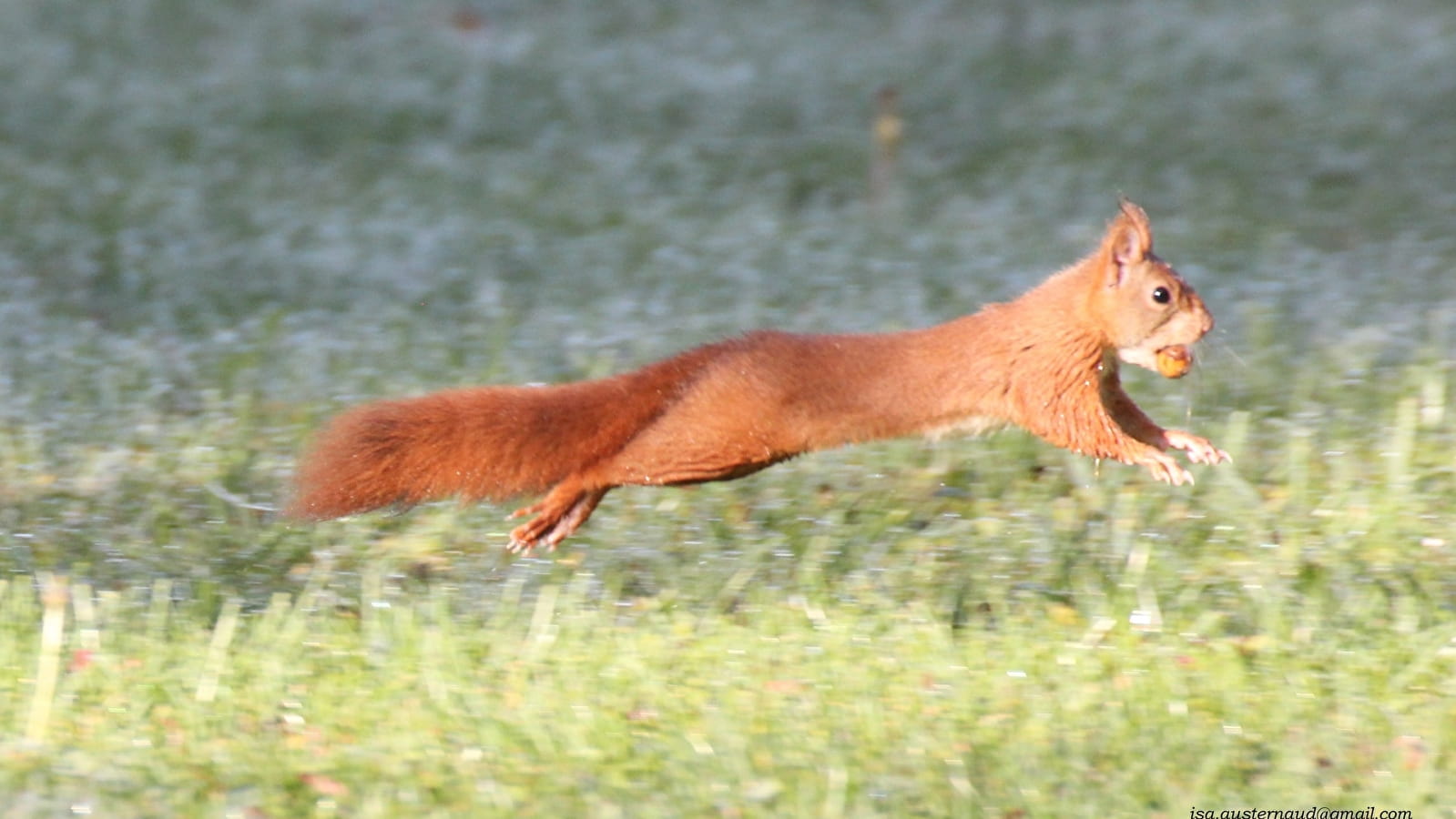 Nature au Coeur - Sorties et animations nature