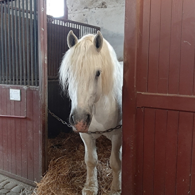 Haras National de Cluny