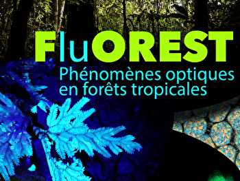 En forêts tropicales - TOUCY