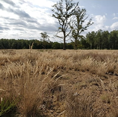 Réserve naturelle nationale de La Truchère-Ratenelle