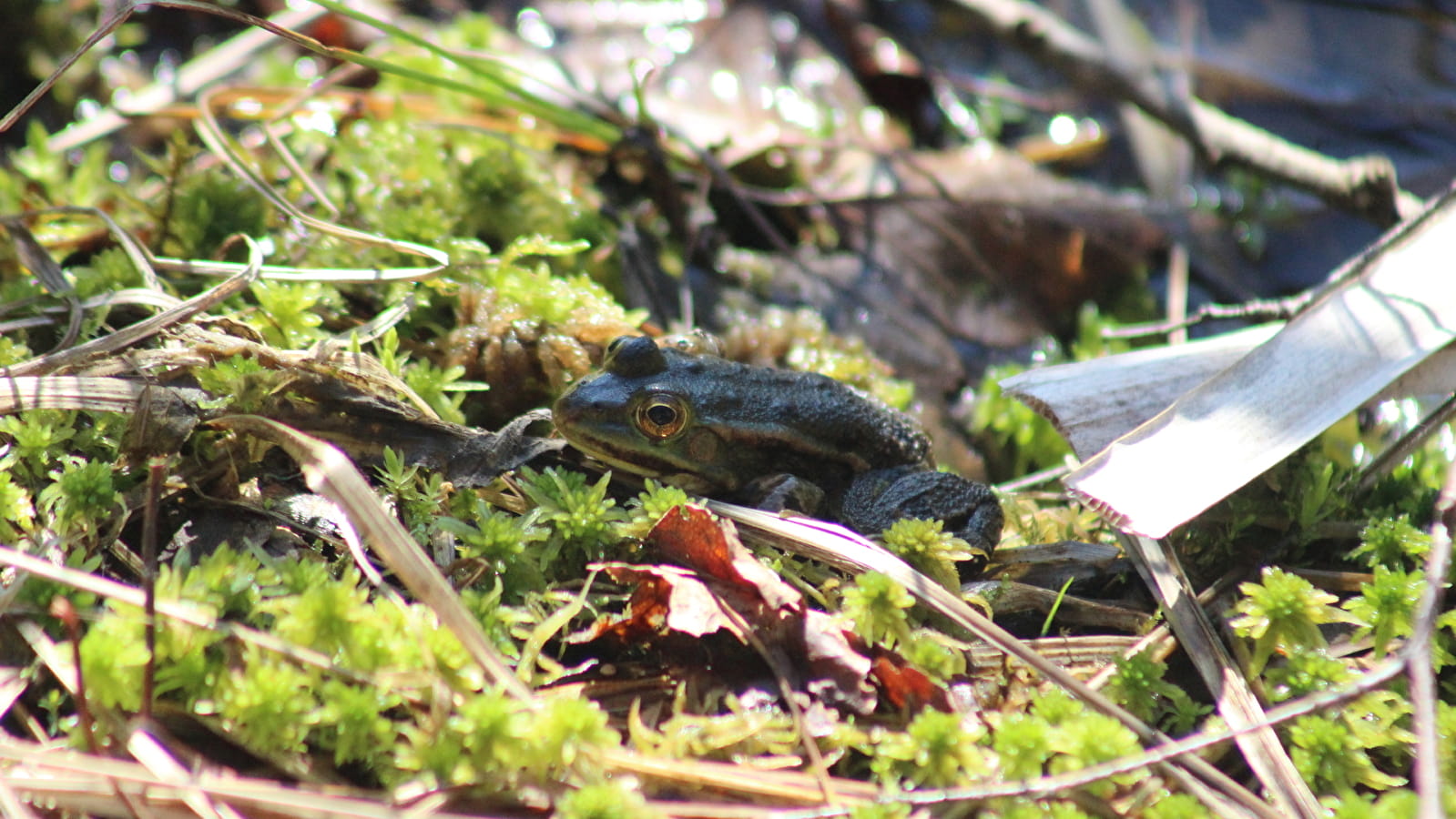 Sortie naturaliste : les amphibiens et reptiles des tourbières de Frasne