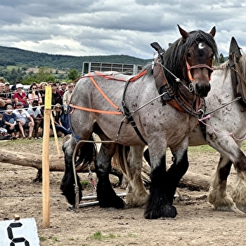 Championnat de France de débardage à cheval - CLUNY