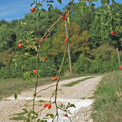 Chemin de Compostelle - Bretelle Besançon Marnay AF-CCC