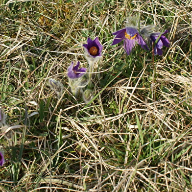 Circuit VTT n°18 Entre vignes et orchis