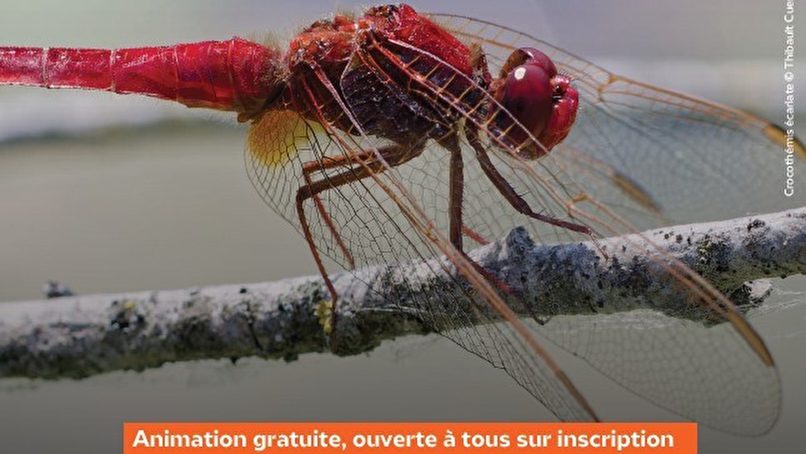 Découverte des libellules aux Étangs d'Or