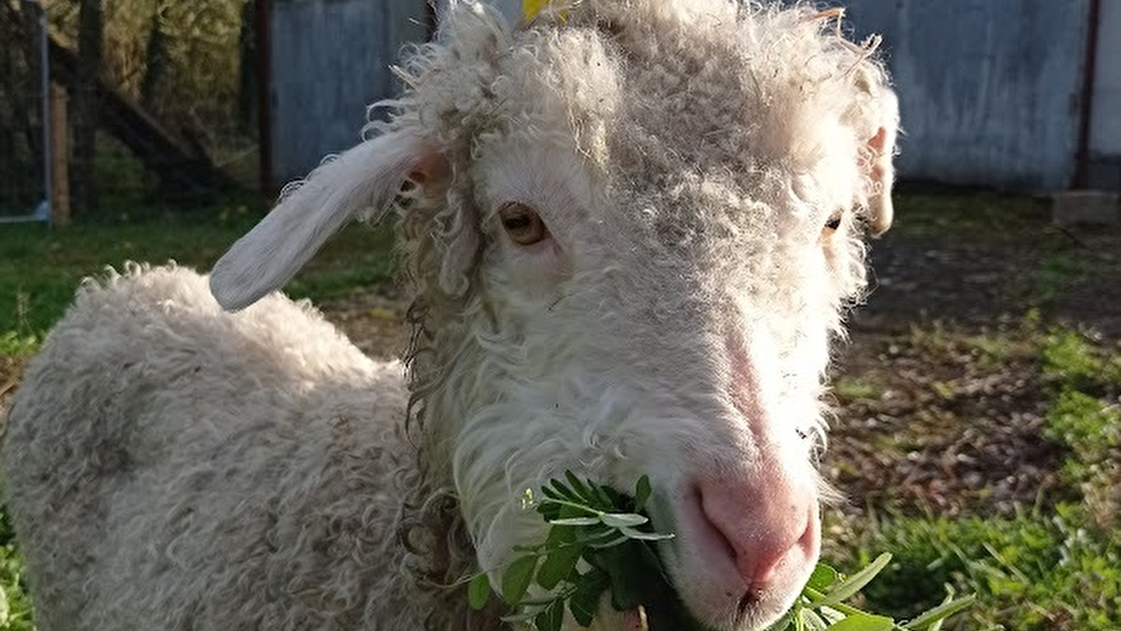 Visite de la fermette