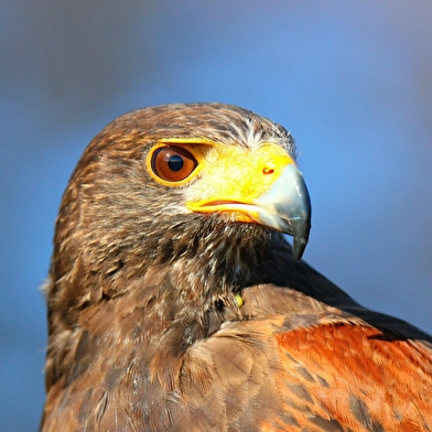 L'Echappée Morvan d'Ailes