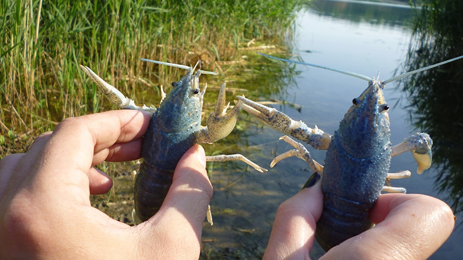 Initiation pêche aux écrevisses