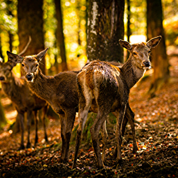 Parc Animalier de Fougerolles-Saint-Valbert - FOUGEROLLES-SAINT-VALBERT