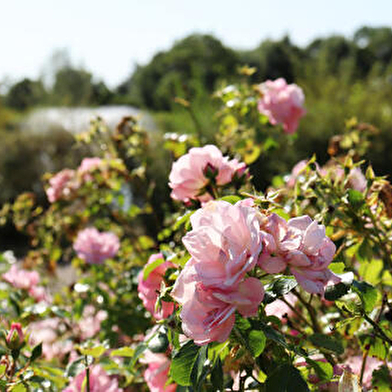 Parc de la Toison d'Or