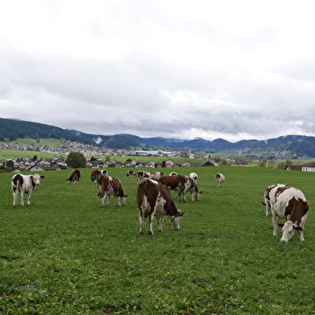La Morteau dans l’âme - MORTEAU