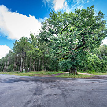 Le Chêne du Tiers - MONTAMBERT