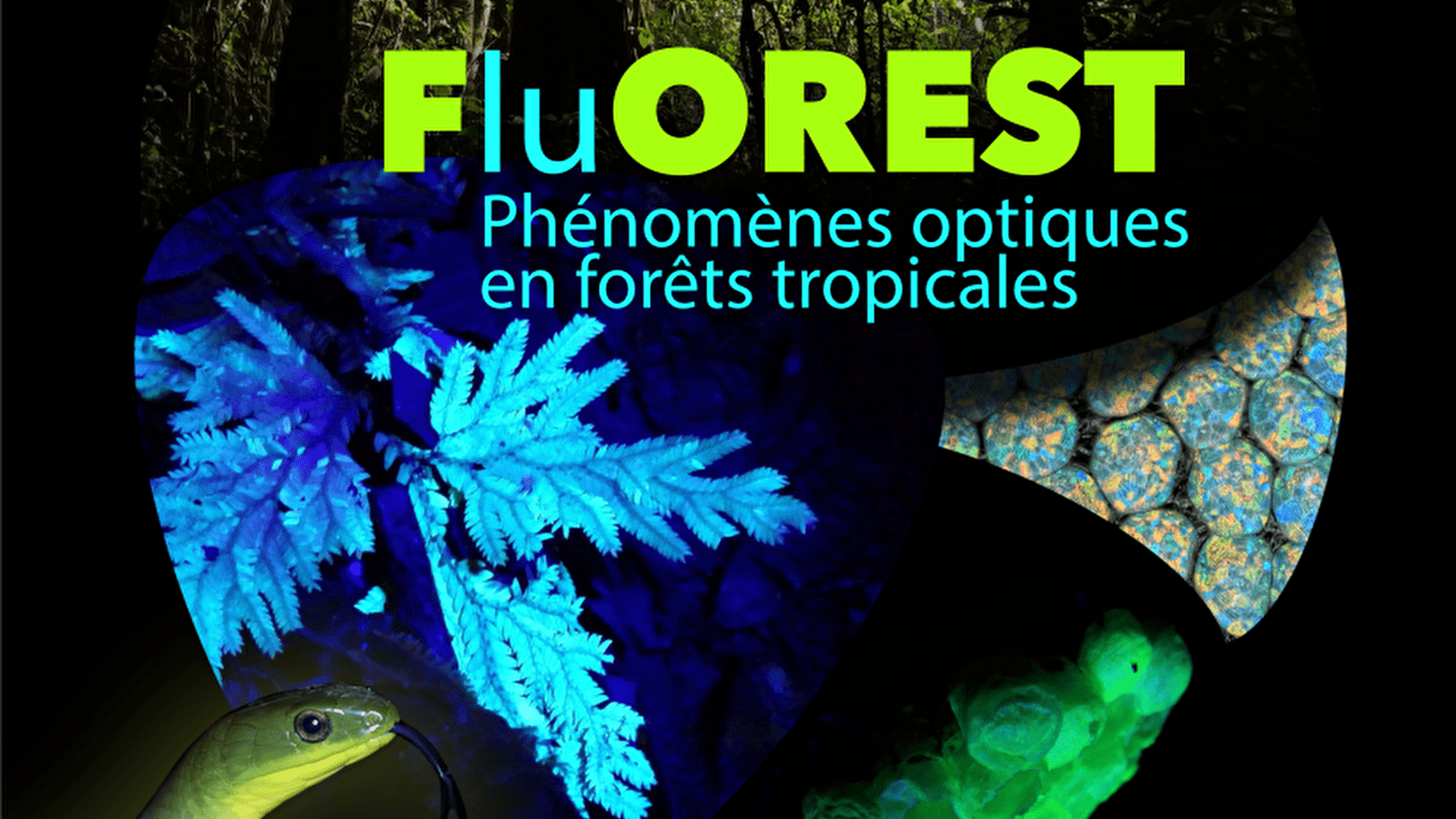 En forêts tropicales