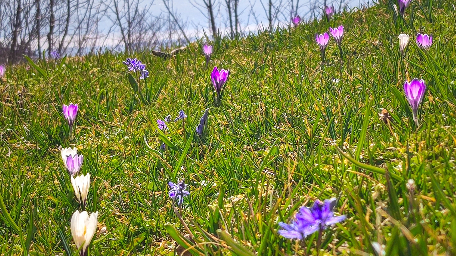 Randonnée pédestre : La Marche Populaire de Gex