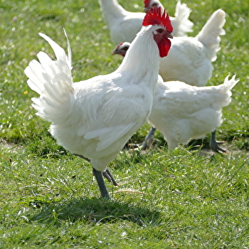 Fête du Poulet de Bresse - LOUHANS