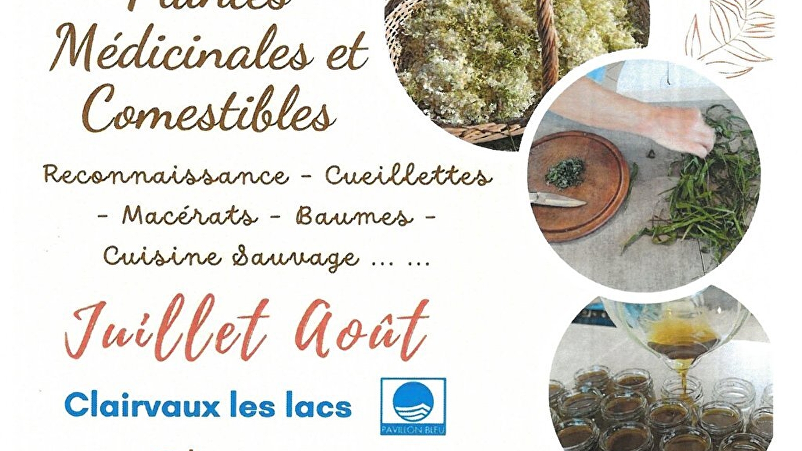 Sortie atelier plantes médicinales et comestibles