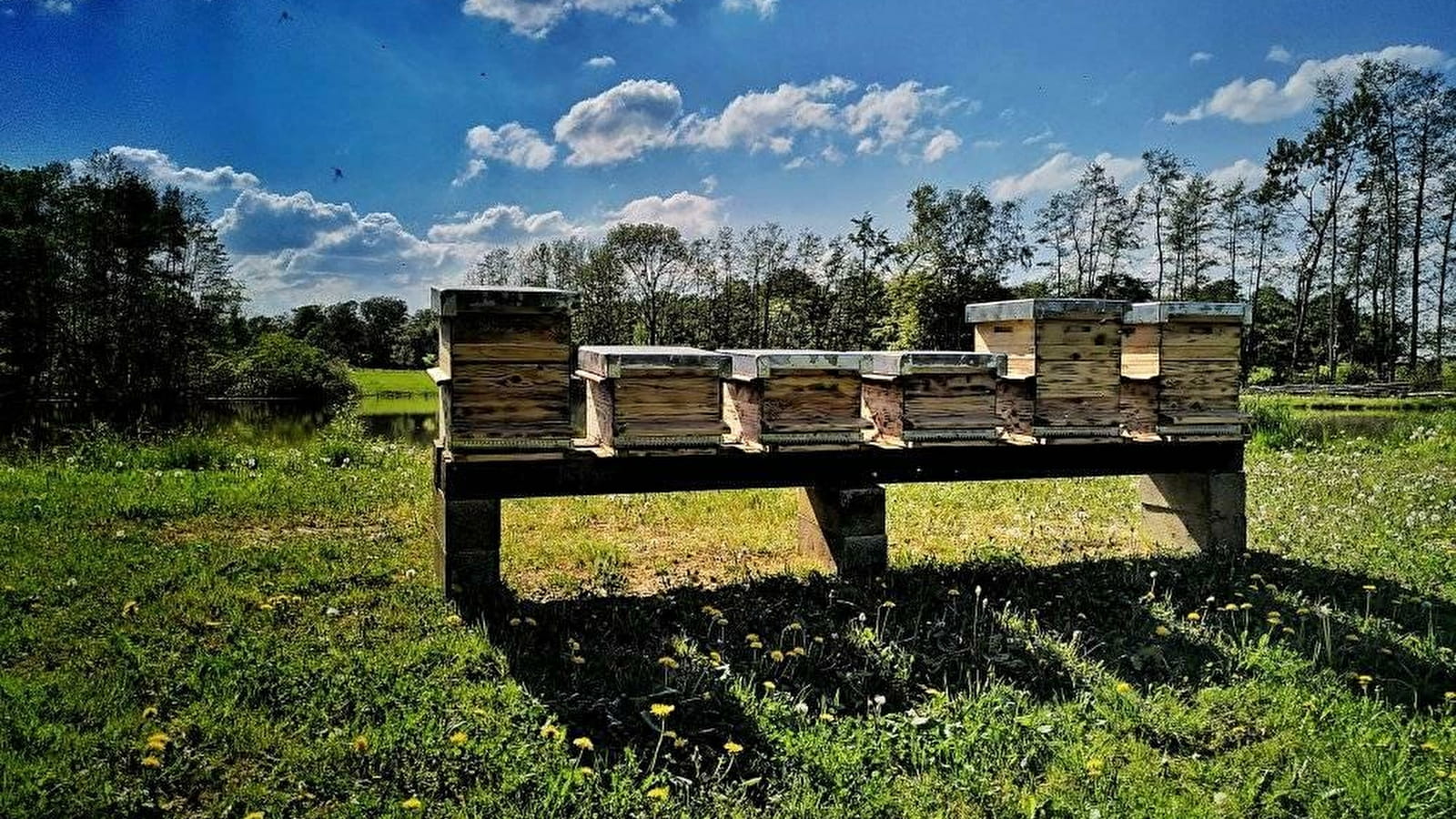 Les Abeilles du Paquis