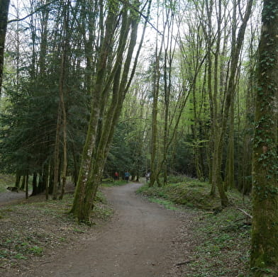 Circuit VTT Bois de la Brosse