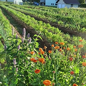 La Semilla - Distillerie Aymonier - LES FOURGS