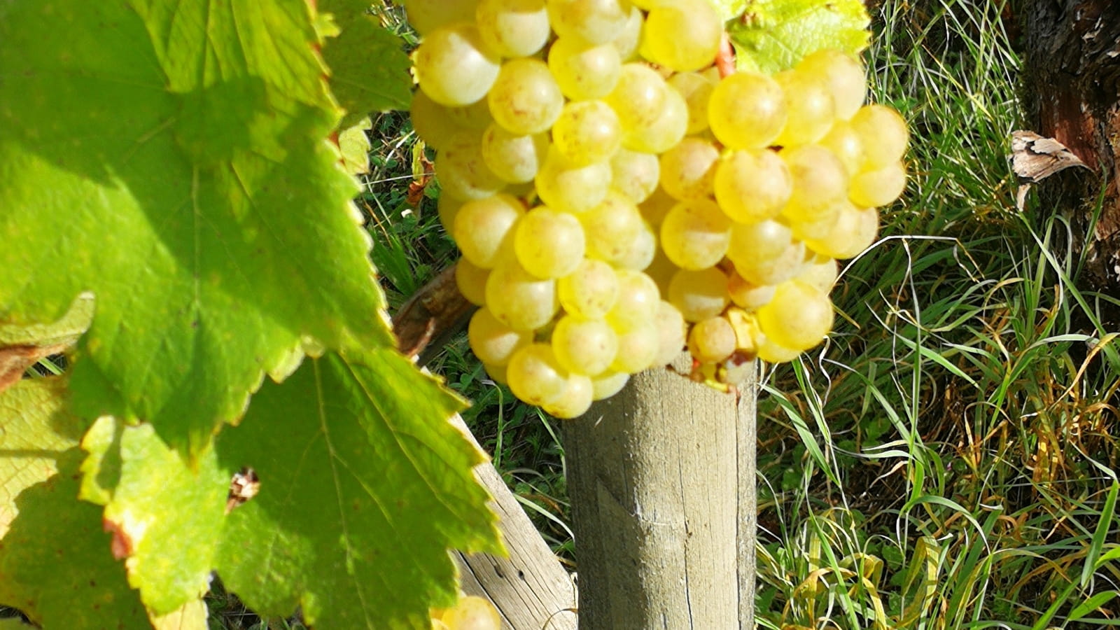 Les Vignes à Fanfan