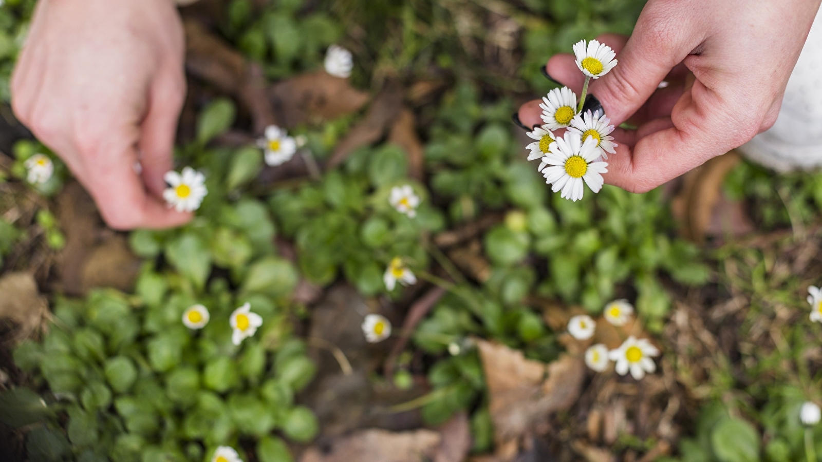 Atelier Aventures Mômes : L'arboretum en fleurs