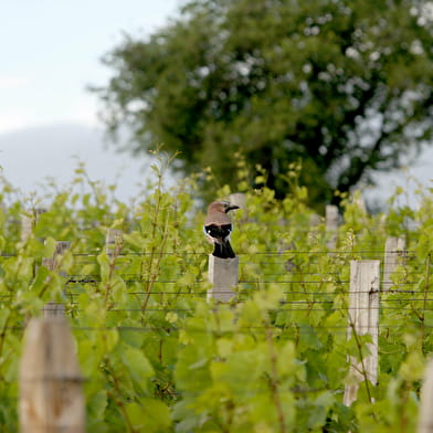 Domaine de la Croix Senaillet - Martin Richard et Stéphane