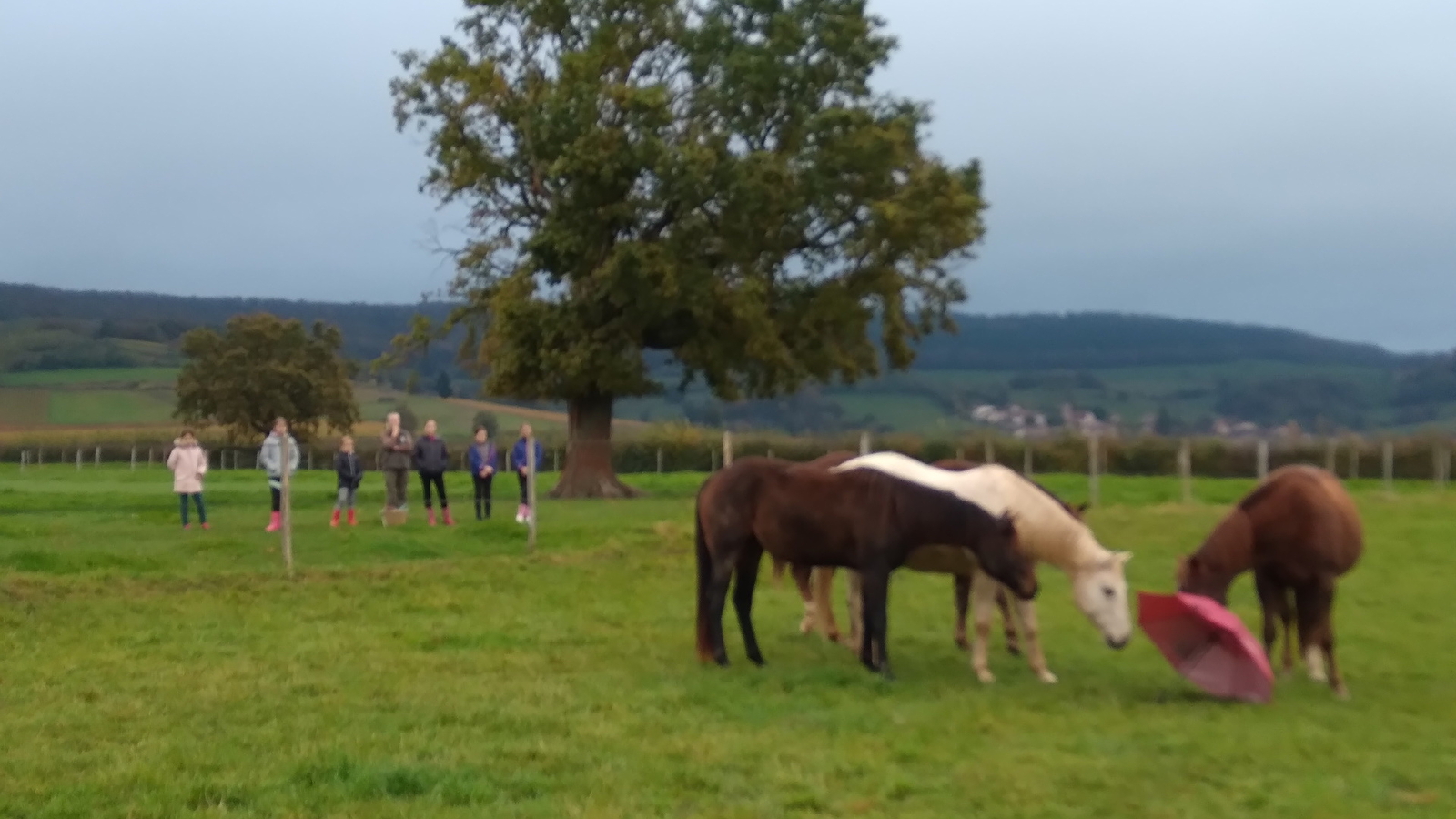 Viens fêter ton anniversaire à Cluny Horse Valley