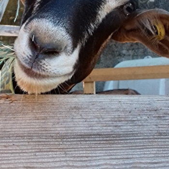 La chévrerie de Aude - DAMMARTIN-LES-TEMPLIERS