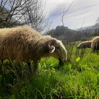 Découverte d'une bergerie