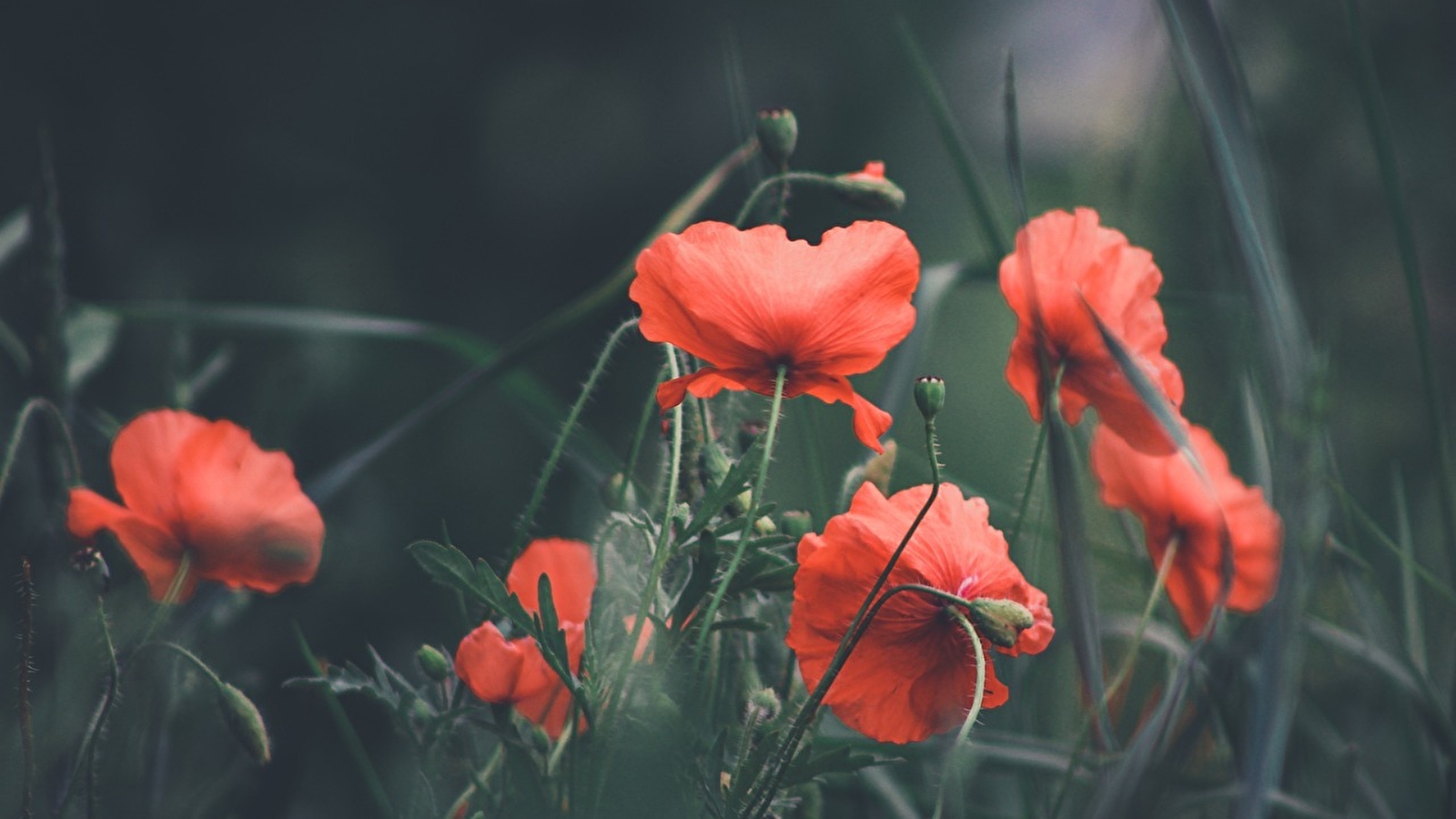 Visites des jardins journées du patrimoine