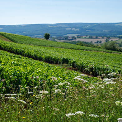 Vincent ROYET - Grands Vins de Bourgogne